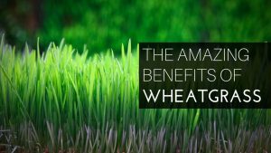 Wheatgrass: A Superfood You Should Daily Have