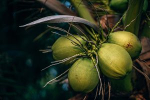Coconut water can help with weight loss